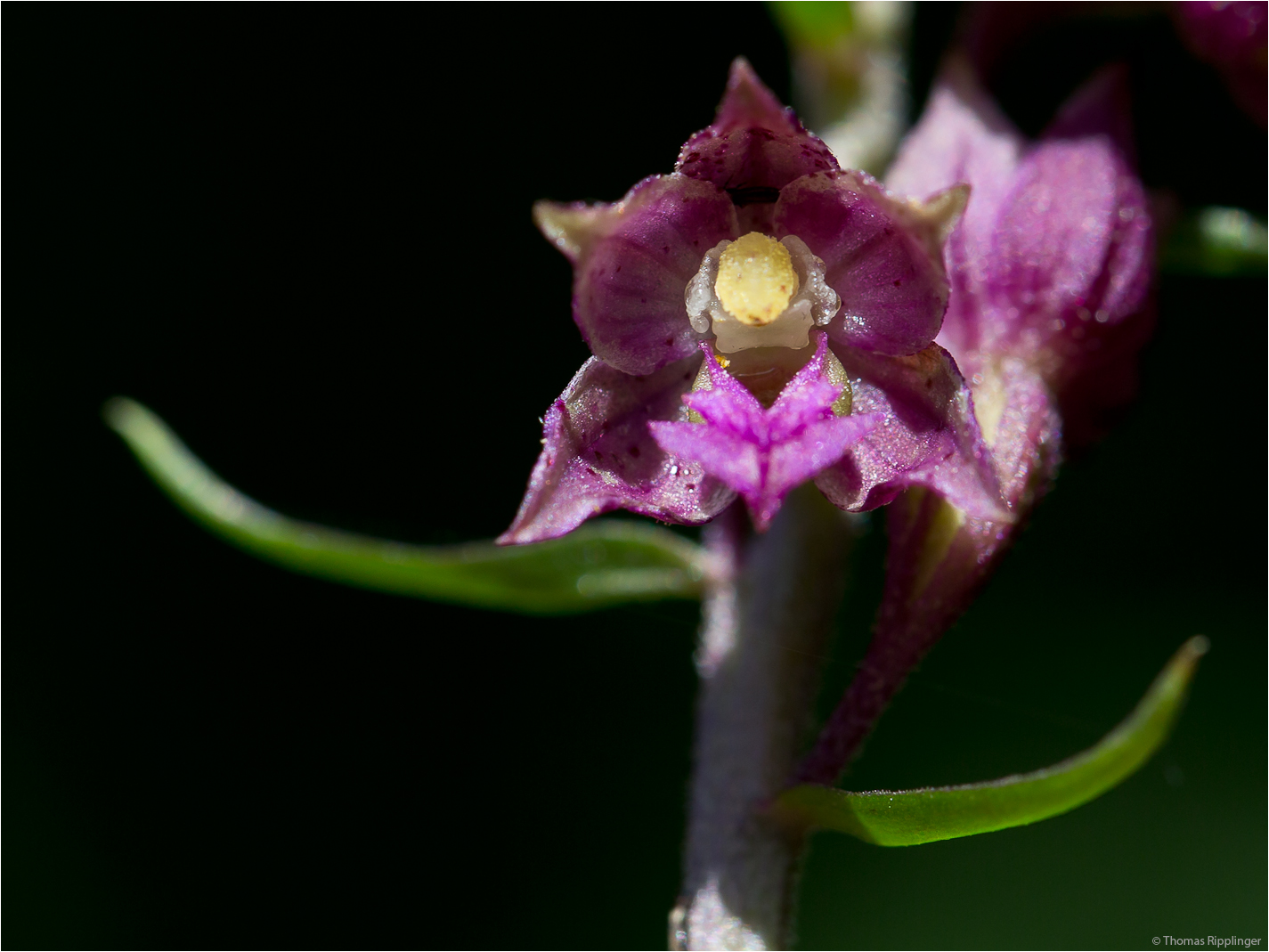 Braunrote Stendelwurz (Epipactis atrorubens)....