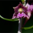 Braunrote Stendelwurz (Epipactis atrorubens)....