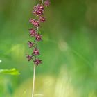 Braunrote Stendelwurz ~ epipactis atrorubens