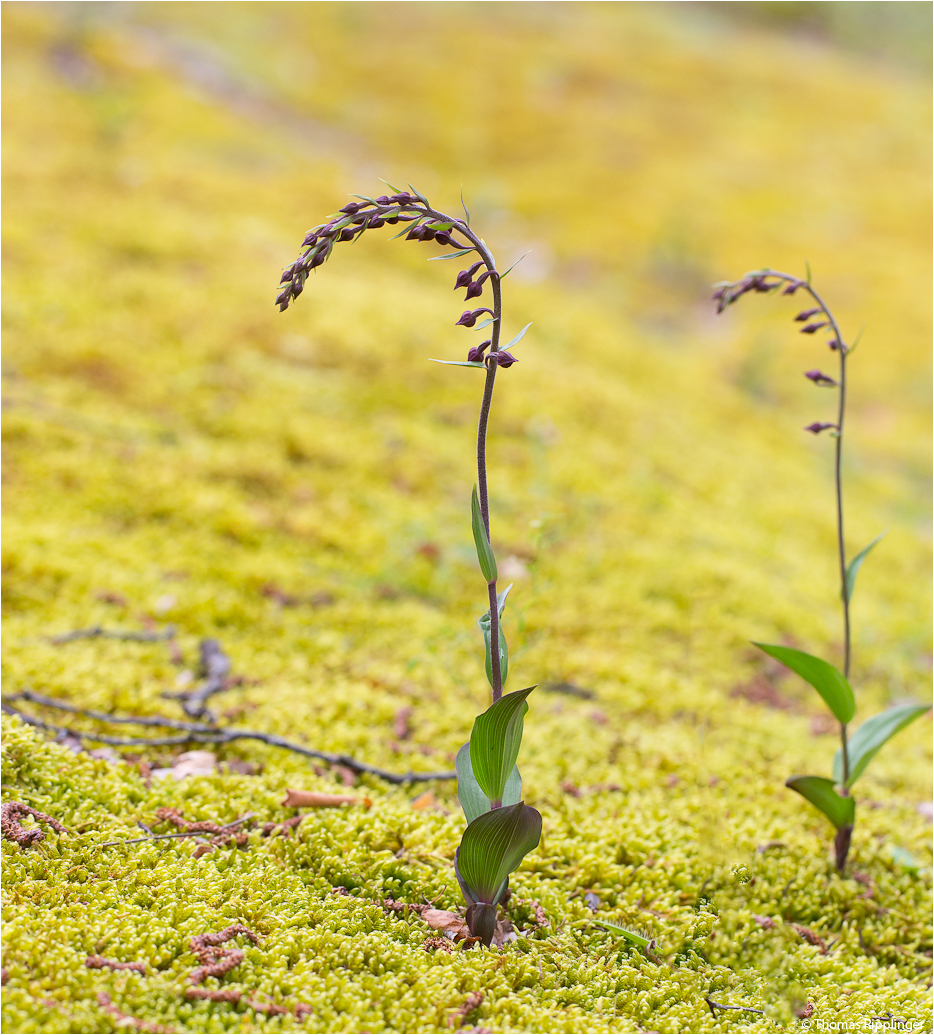 Braunrote Stendelwurz (Epipactis atrorubens).....