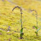 Braunrote Stendelwurz (Epipactis atrorubens).....