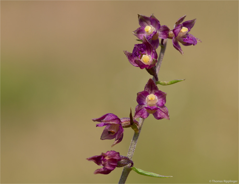 Braunrote Stendelwurz (Epipactis atrorubens)