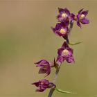 Braunrote Stendelwurz (Epipactis atrorubens)