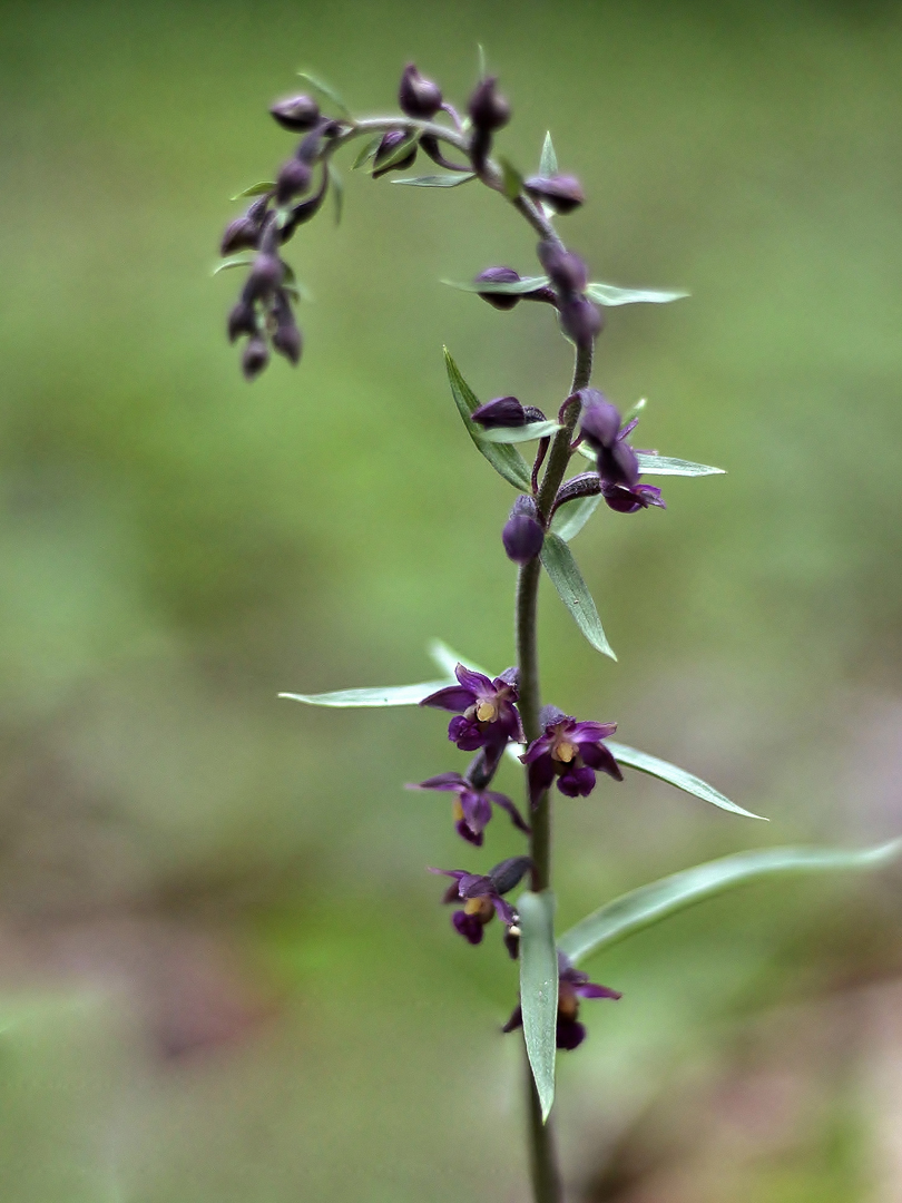 Braunrote Stendelwurz (Epipactis atrorubens)