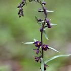 Braunrote Stendelwurz (Epipactis atrorubens)