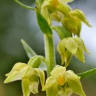 Braunrote Stendelwurz (Epipactis atrorubens)