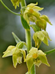 Braunrote Stendelwurz (Epipactis atrorubens)