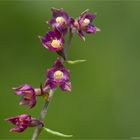 Braunrote Stendelwurz (Epipactis atrorubens).........