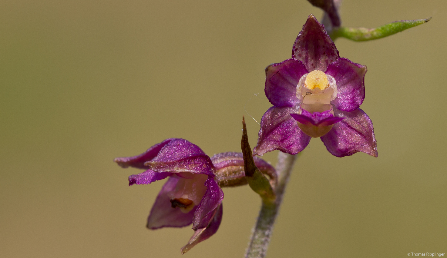 Braunrote Stendelwurz (Epipactis atrorubens).