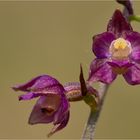 Braunrote Stendelwurz (Epipactis atrorubens).