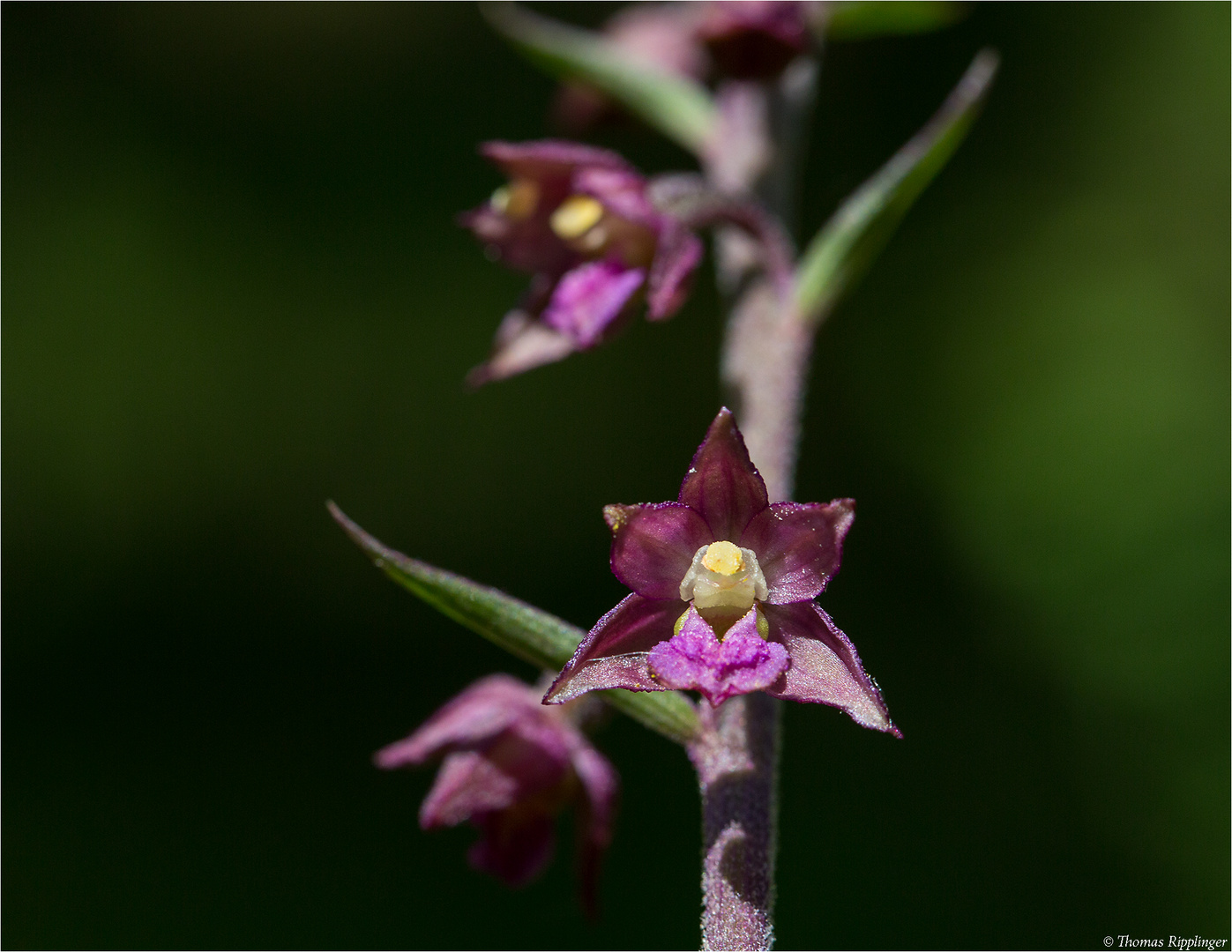 Braunrote Stendelwurz (Epipactis atrorubens )......