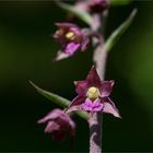 Braunrote Stendelwurz (Epipactis atrorubens )......