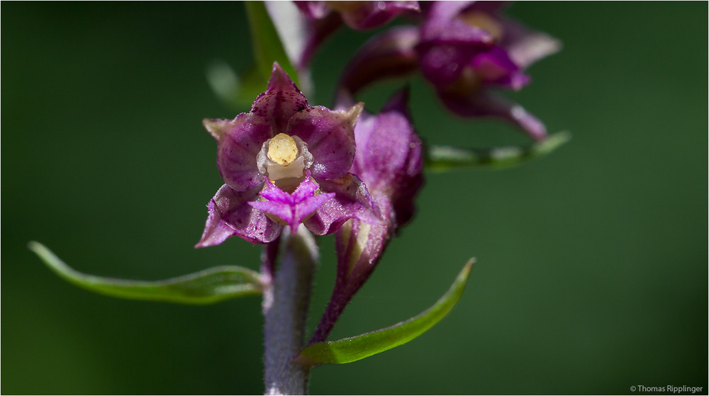 Braunrote Stendelwurz (Epipactis atrorubens)