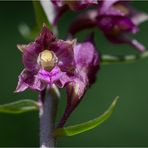 Braunrote Stendelwurz (Epipactis atrorubens)