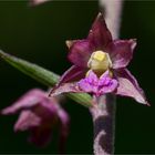 Braunrote Stendelwurz (Epipactis atrorubens ).......