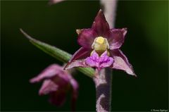 Braunrote Stendelwurz (Epipactis atrorubens ).......