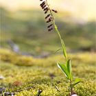 Braunrote Stendelwurz (Epipactis atrorubens) . .