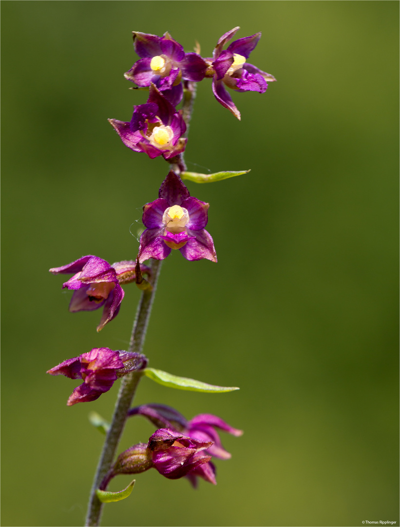 Braunrote Stendelwurz (Epipactis atrorubens)........