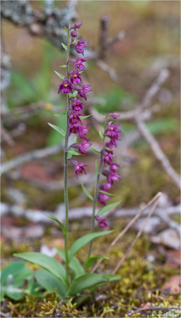 Braunrote Stendelwurz (Epipactis atrorubens)