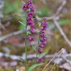 Braunrote Stendelwurz (Epipactis atrorubens)