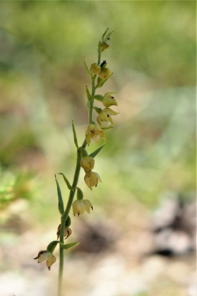 Braunrote Stendelwurz, (Epipactis atrorubens)