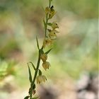 Braunrote Stendelwurz, (Epipactis atrorubens)