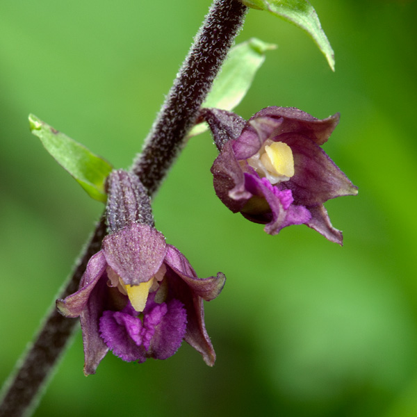 Braunrote Stendelwurz - Epipactis atrorubens - Blütenaufnahme