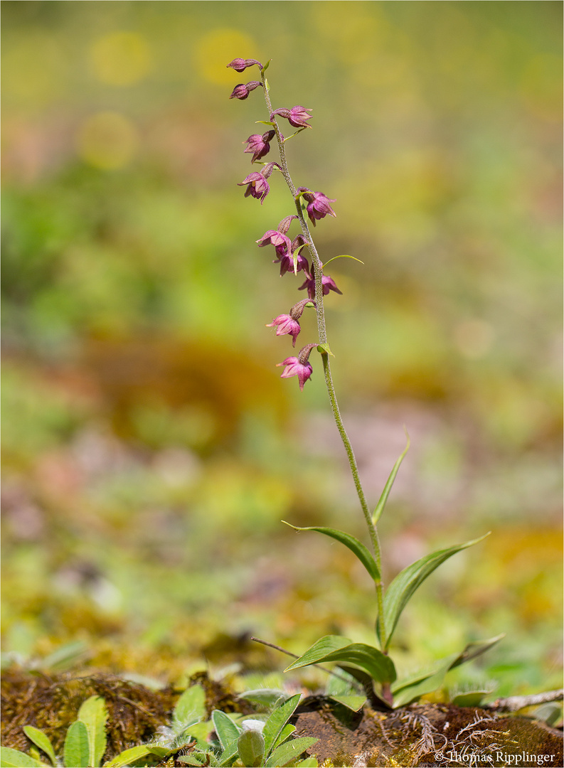 Braunrote Stendelwurz (Epipactis atrorubens )..