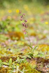 Braunrote Stendelwurz (Epipactis atrorubens )...