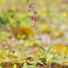 Braunrote Stendelwurz (Epipactis atrorubens )...