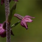 Braunrote Stendelwurz (Epipactis atrorubens )