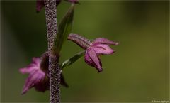 Braunrote Stendelwurz (Epipactis atrorubens )