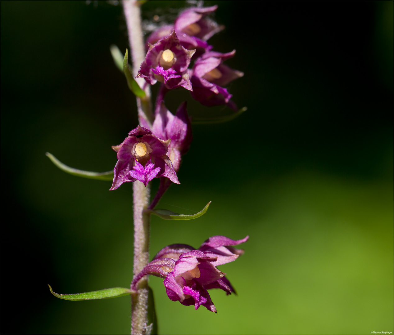 Braunrote Stendelwurz (Epipactis atrorubens)......