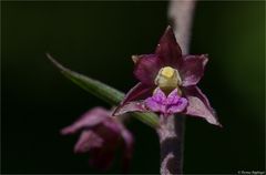 Braunrote Stendelwurz (Epipactis atrorubens )