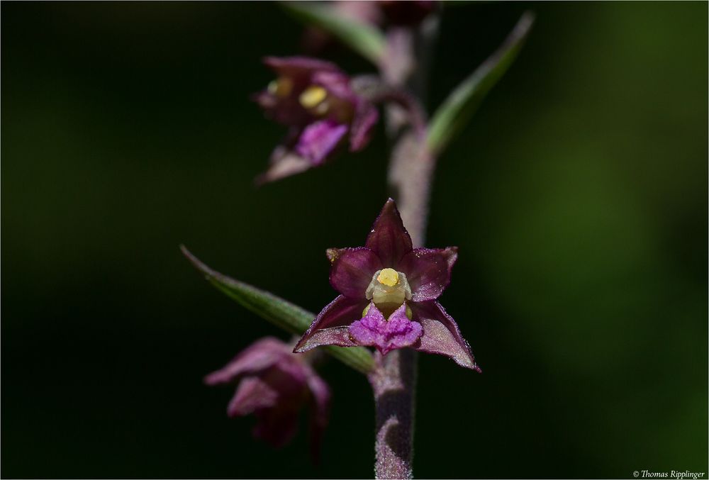 Braunrote Stendelwurz (Epipactis atrorubens )........