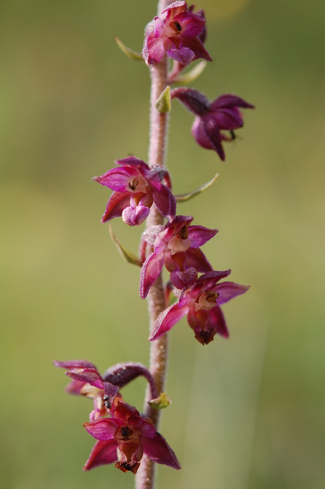 Braunrote Stendelwurz (epipactis atrorubens) im Sauerland/Marsberg