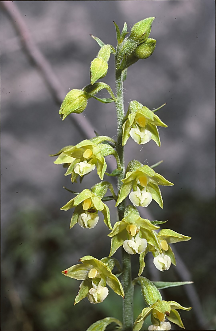 Braunrote Stendelwurz var. rosea