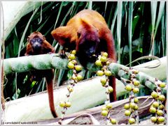 Braunrücken-Monkeys in der peruanischen Selva