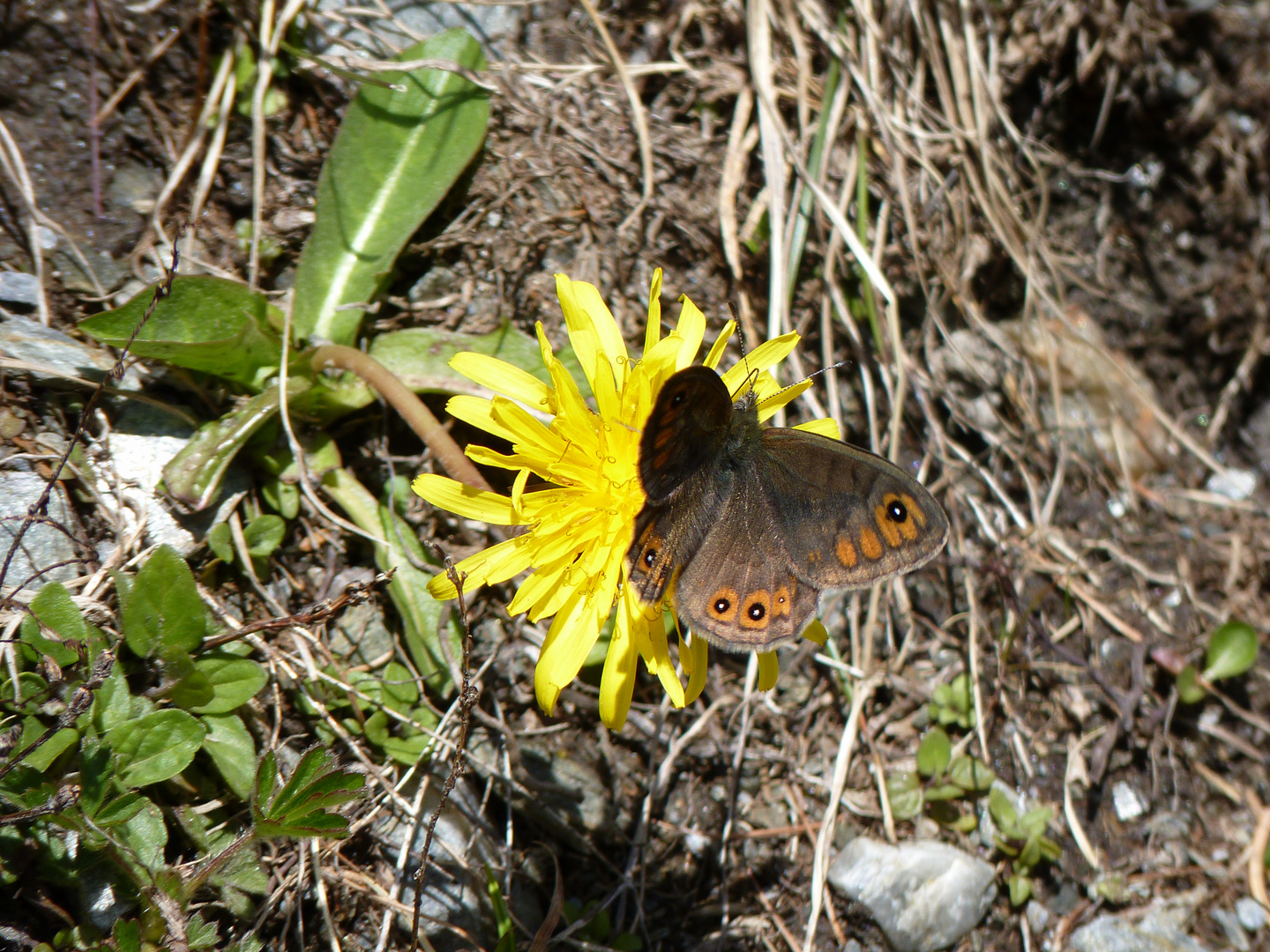 Braunscheckauge