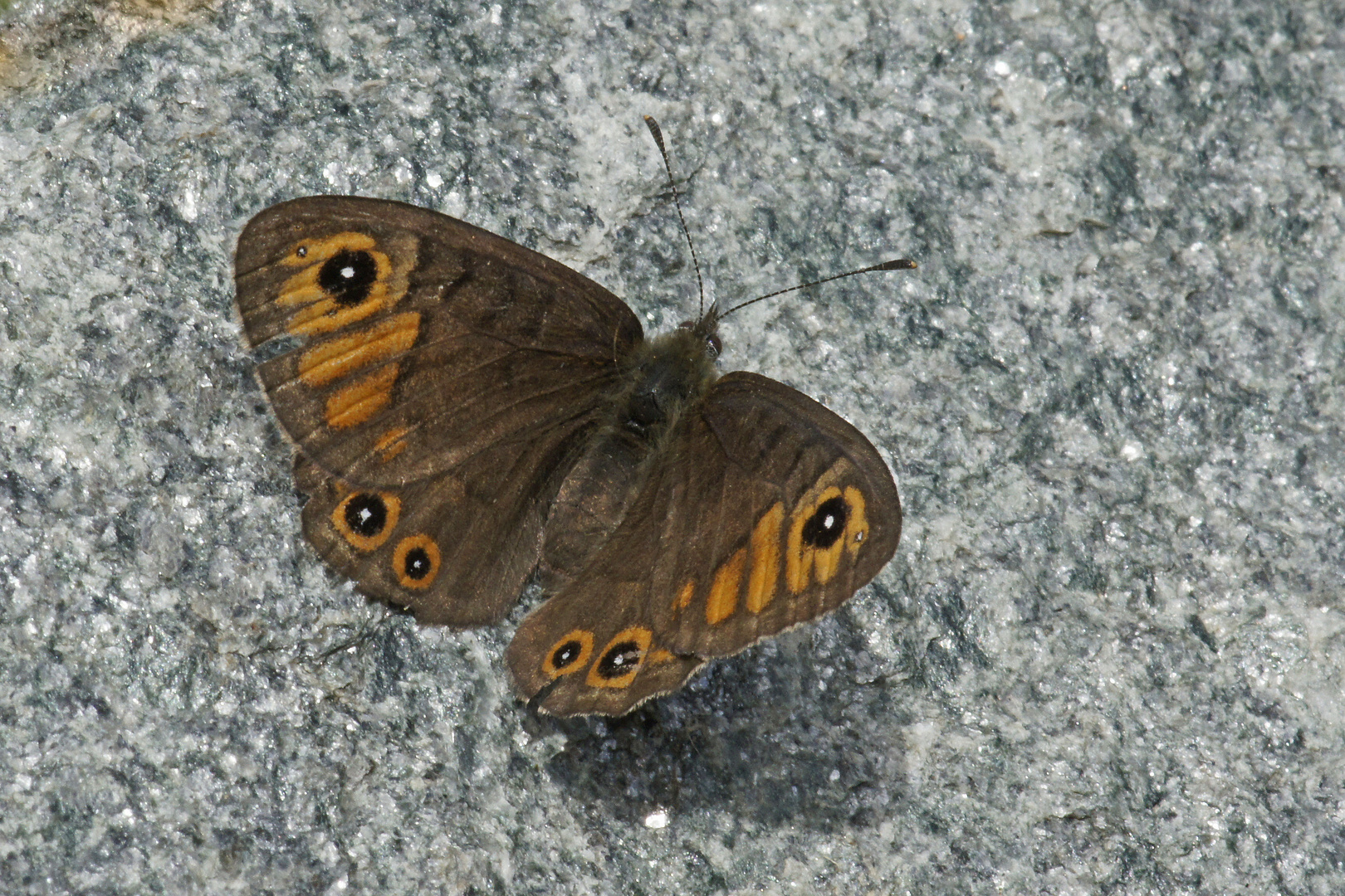 Braunscheckauge (Lasiommata petropolitana), Weibchen