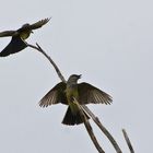 Braunschopftyrannen - Brown-crested Flycatcher (Myiarchus tyrannulus)