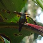 Braunschwanz-Amazilie - Kolibri