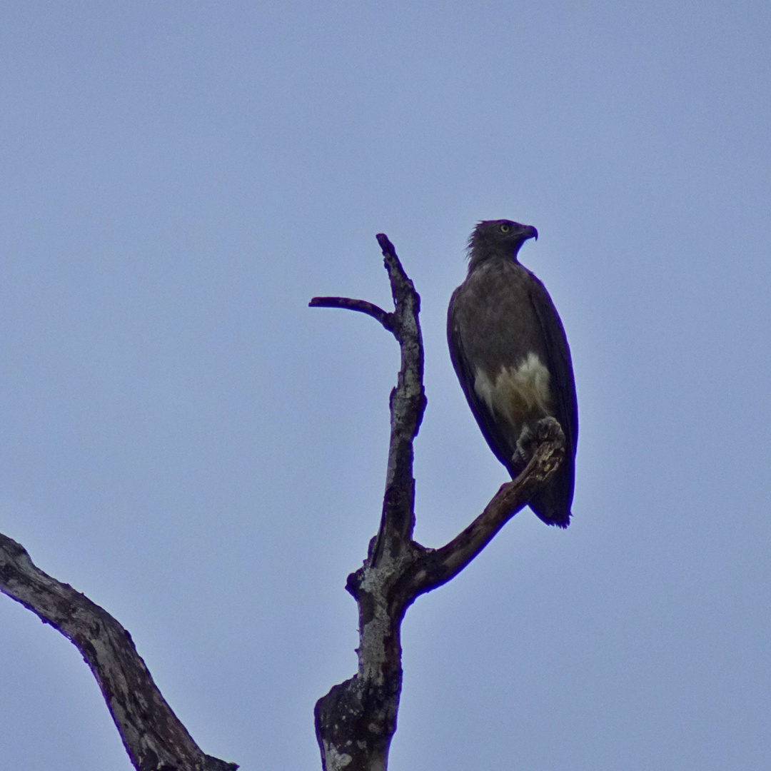 Braunschwanz-Seeadler