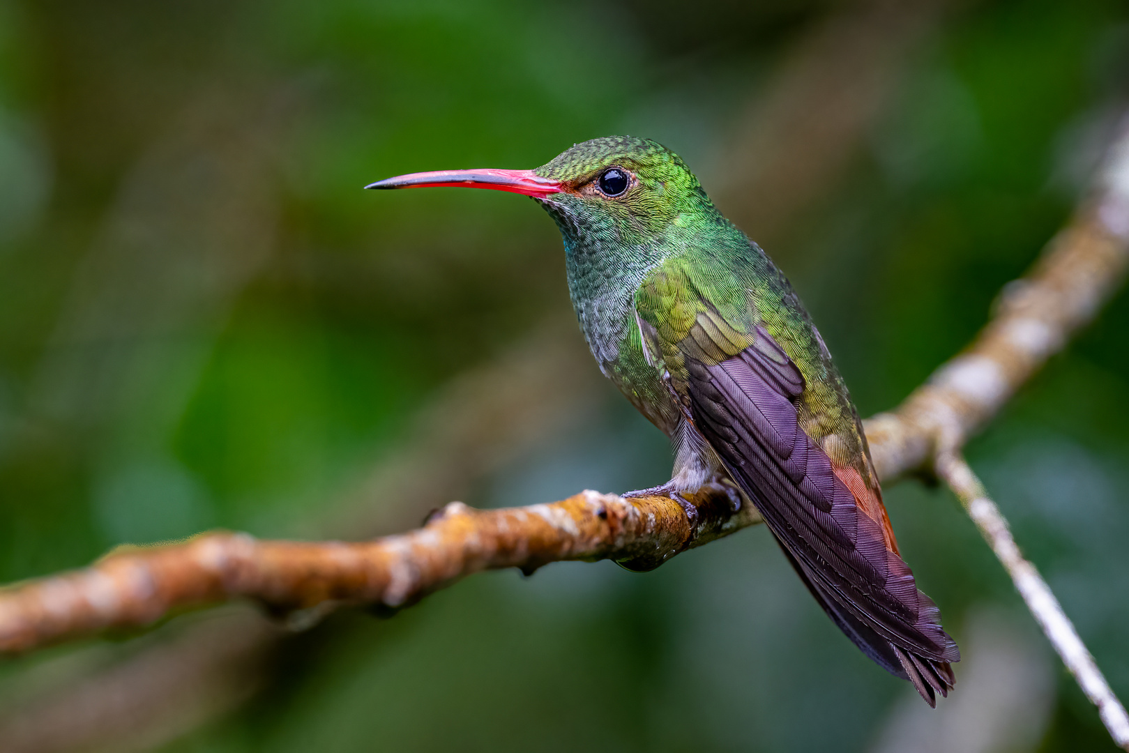 Braunschwanzamazilie (Rufous-tailed Hummingbird)