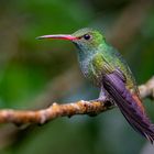 Braunschwanzamazilie (Rufous-tailed Hummingbird)