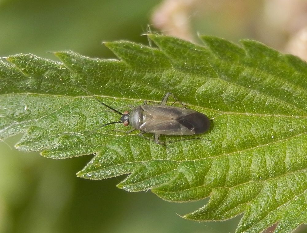 Braunschwarze Nesselweichwanze (Plagiognathus arbustorum)