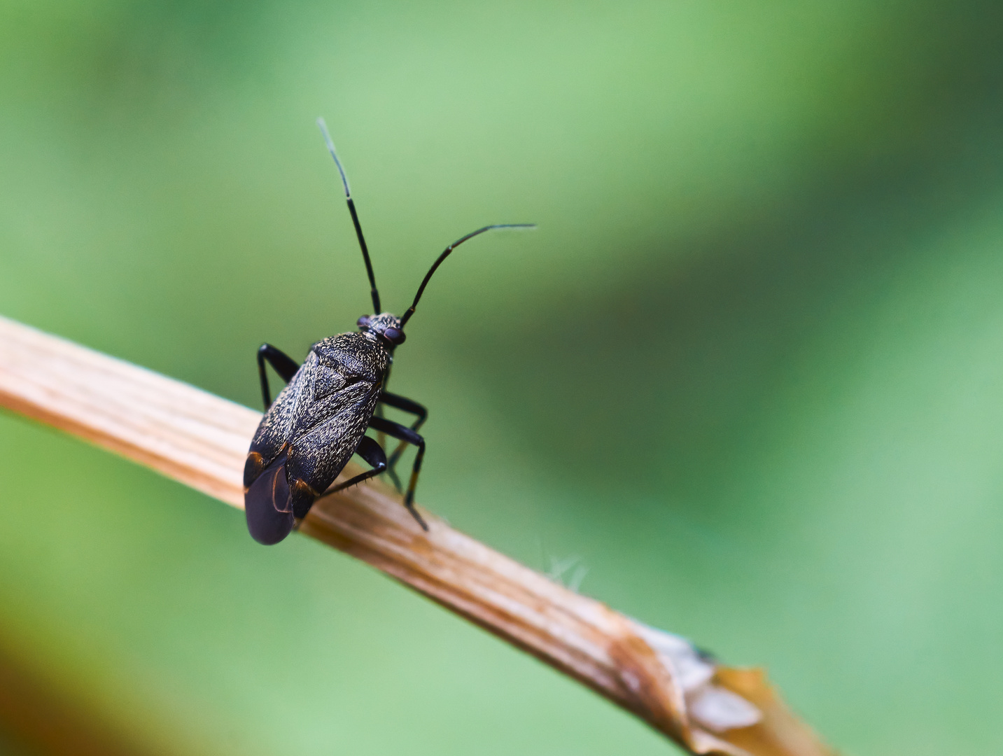 Braunschwarze Nesselweichwanze (Plagiognathus arbustorum)