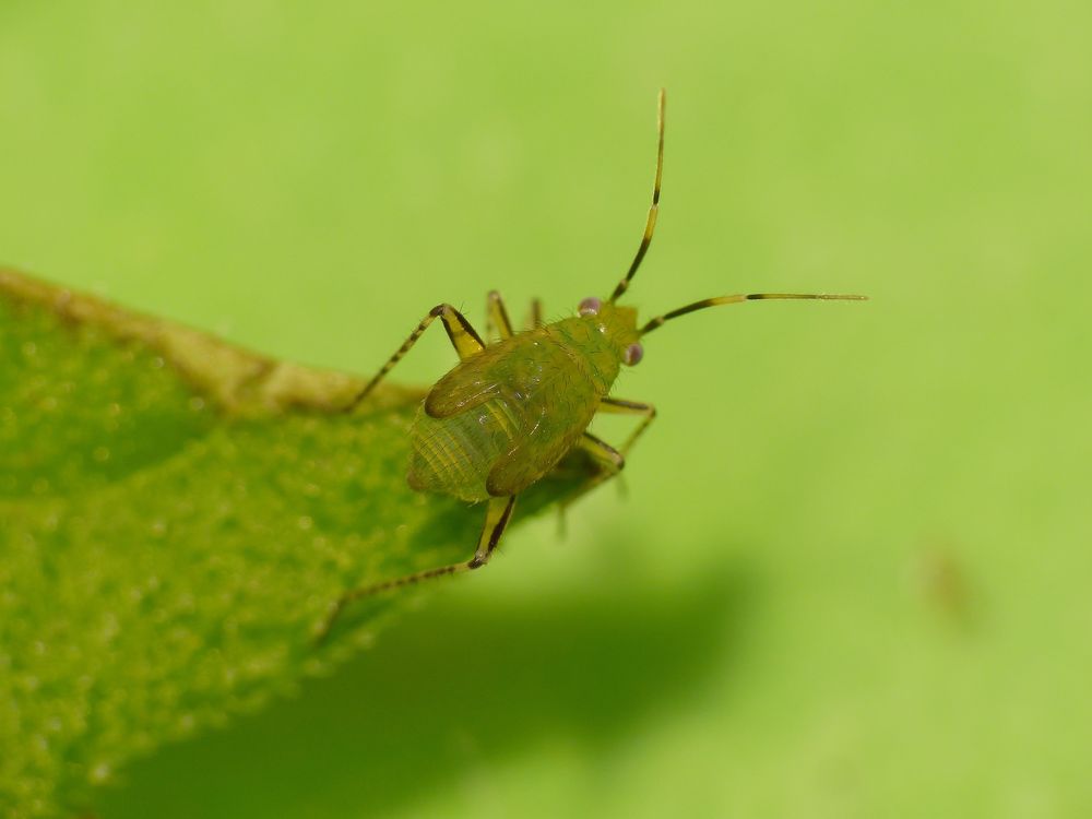 Braunschwarze Nesselweichwanze (Plagiognathus arbustorum) - Nymphe