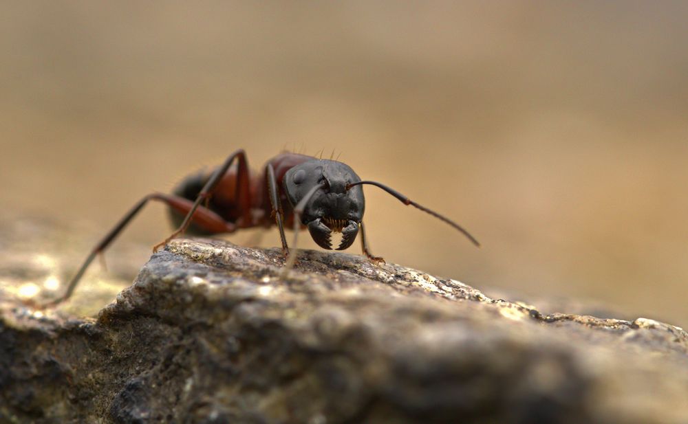 Braunschwarze Rossameise (Camponotus ligniperda)