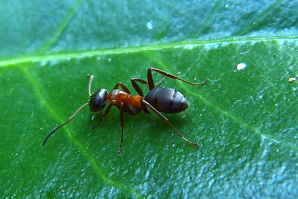 *~ Braunschwarze Rossameise (Camponotus ligniperdus)
